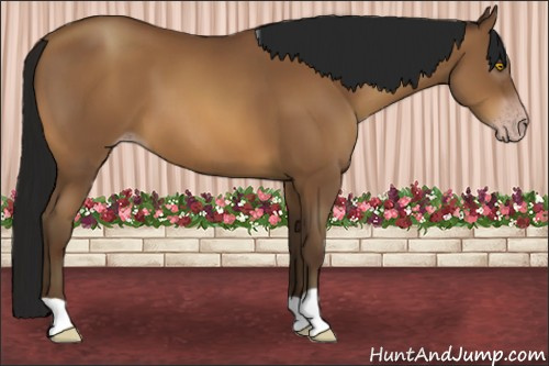 Horse Color:Gray Sable Champagne