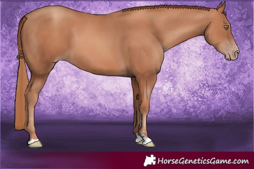 Horse Color:Gold Champagne 