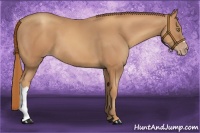 Horse Color:Gold Champagne 