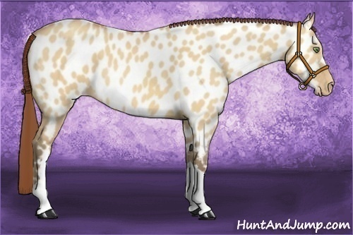 Horse Color:Amber Champagne Dun Near Leopard