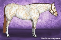 Horse Color:Amber Champagne Dun Appaloosa