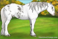 Horse Color:Silver Black Sabino 
