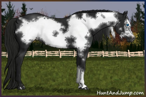 Horse Color:Gray Black Frame 