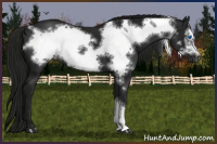 Horse Color:Gray Black Frame 