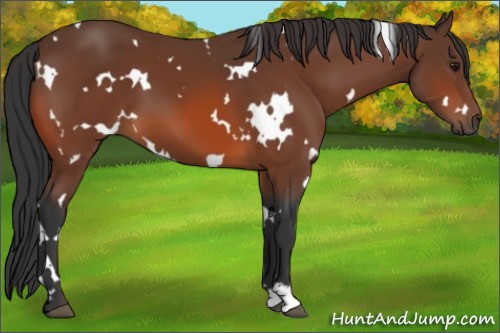 Horse Color:White Spotted Bay 