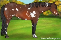 Horse Color:White Spotted Bay 