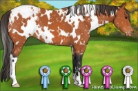 Horse Color:White Spotted Bay Appaloosa
