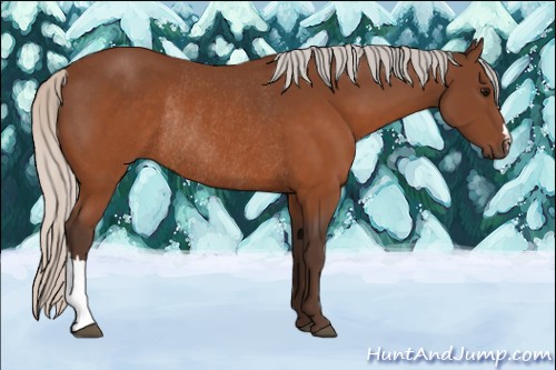Horse Color:Silver Brown Rabicano 