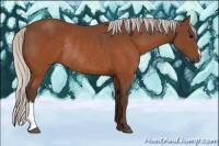 Horse Color:Silver Brown Rabicano 