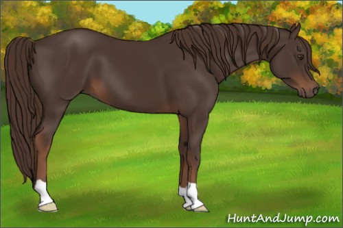 Horse Color:Liver Chestnut 