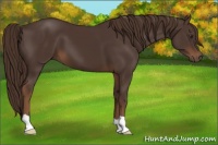 Horse Color:Liver Chestnut 