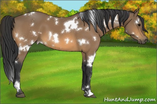 Horse Color:White Spotted Buckskin