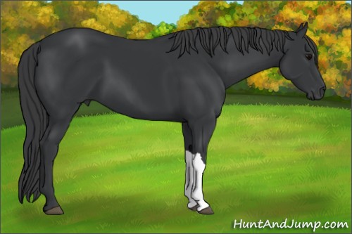 Horse Color:Black 