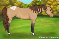 Horse Color:Bay Dun Appaloosa 