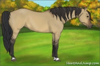 Horse Color:Brown Dun