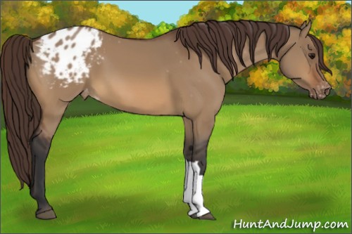 Horse Color:Bay Dun Appaloosa 