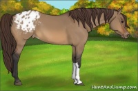 Horse Color:Bay Dun Appaloosa 