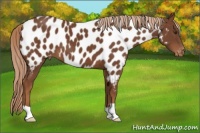Horse Color:Chestnut Near Leopard 