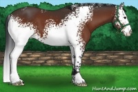 Horse Color:White Spotted Bay 