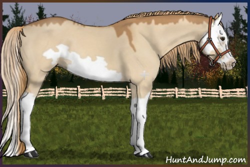 Horse Color:Red Dun Splash Frame 