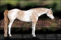 Horse Color:White Spotted Chestnut Ice