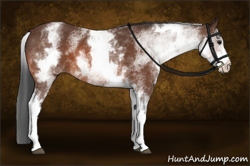 Horse Color:White Spotted Bay 