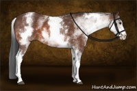 Horse Color:White Spotted Bay 