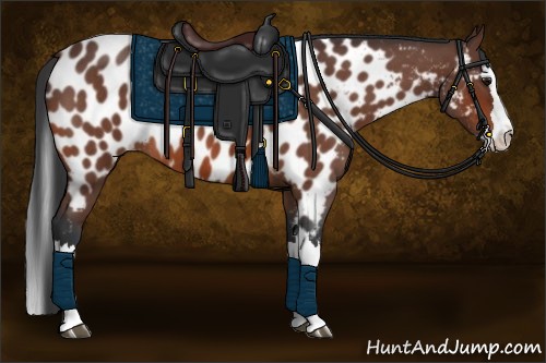 Horse Color:Bay Roan Splash Appaloosa