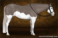 Horse Color:Silver Black Splash 