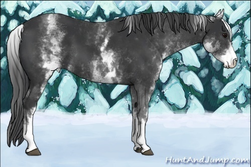 Horse Color:White Spotted Black