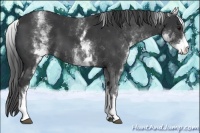 Horse Color:White Spotted Black 