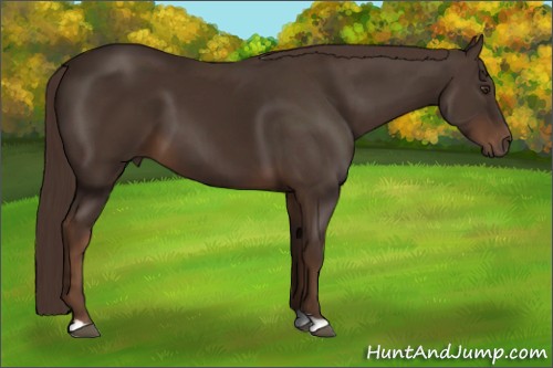 Horse Color:Liver Chestnut