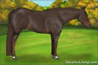 Horse Color:Liver Chestnut 