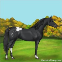 Horse Color:Black Appaloosa