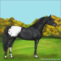 Horse Color:Black Appaloosa