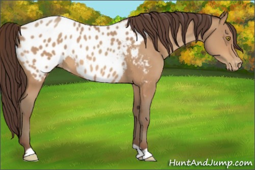 Horse Color:Amber Champagne Appaloosa 