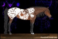 Horse Color:Bay Sabino Appaloosa