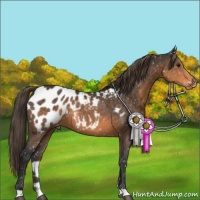 Horse Color:Buckskin Appaloosa