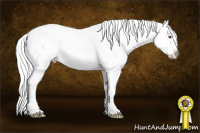 Horse Color:Bay Chinchilla Appaloosa