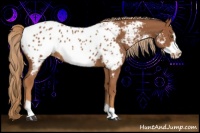 Horse Color:Chestnut Frame Appaloosa 