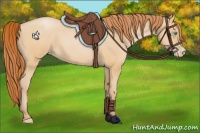 Horse Color:Buckskin Pearl 