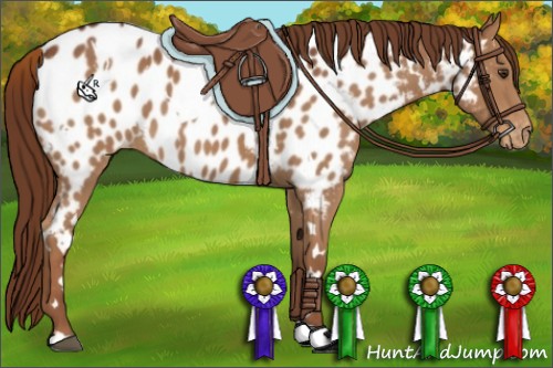 Horse Color:White Spotted Chestnut Appaloosa