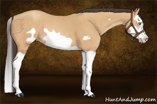 Horse Color:Amber Champagne Splash Frame