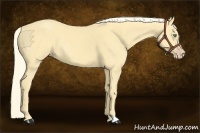 Horse Color:Gold Cream Champagne 