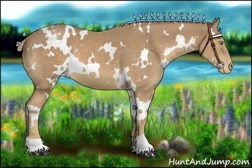 Horse Color:White Spotted Palomino Appaloosa 