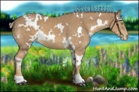 Horse Color:White Spotted Palomino Appaloosa 