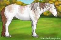 Horse Color:White Spotted Bay Roan Pearl 