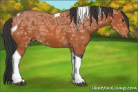 Horse Color:Bay Ice Tobiano 