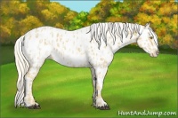 Horse Color:Palomino Appaloosa and Palomino Splash Appaloosa
