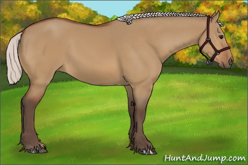 Horse Color:Silver Bay Dun 